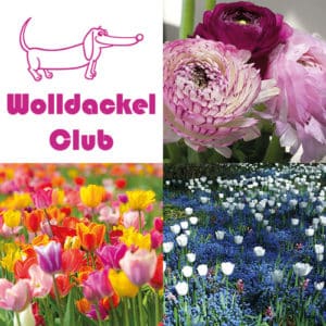 Ein Strang handgefärbte Wolle mit dem Namen Wolldackel Club – Blumengrüße von Wolldackel